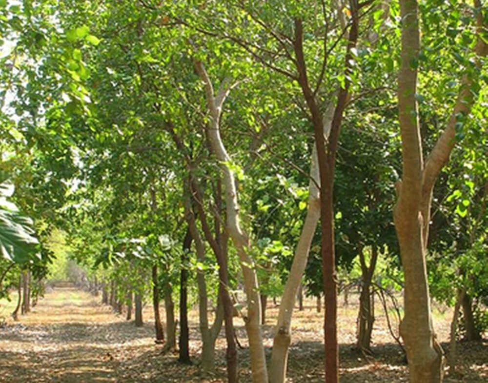 Area with trees